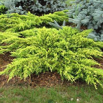 Можжевельник средний Juniperus x media (Juniperus x pfitzeriana) 'Gold Coast'